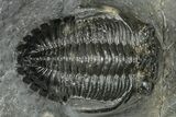 Detailed Hollardops Trilobite Fossil - Ofaten, Morocco #323700-3